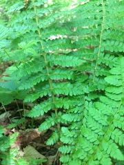 Polystichum braunii image