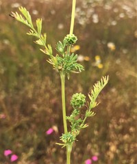 Sanguisorba occidentalis