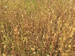 Sanguisorba occidentalis