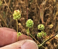 Sanguisorba occidentalis