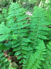 Polystichum braunii image