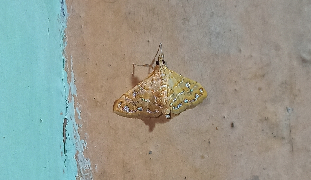 Crambid Snout Moths from Assam 788727, India on July 10, 2020 at 11:23 ...