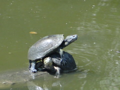 Kinosternon integrum