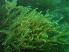 Dictyopteris polypodioides