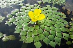 Ludwigia sedoides