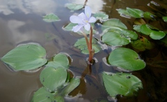 Pontederia diversifolia