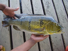 Cichla