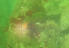 Apostichopus parvimensis