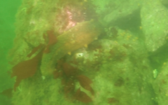 Apostichopus parvimensis