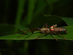 Olenecamptus bilobus