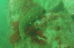 Apostichopus parvimensis