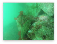 Apostichopus parvimensis