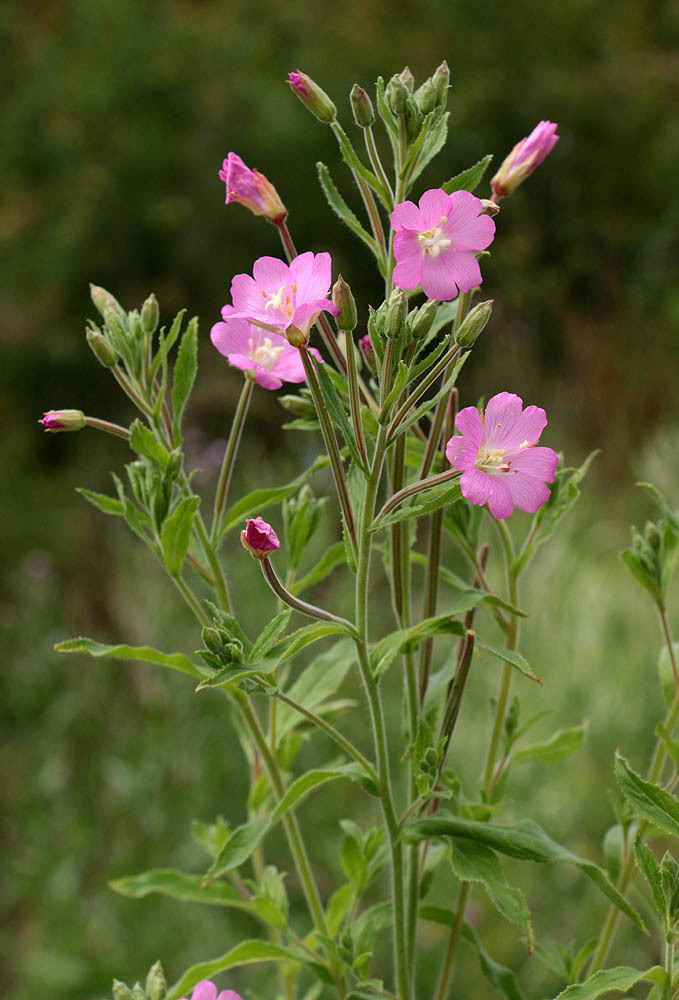 Epilobium hirsutum