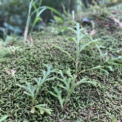 Selaginella repanda