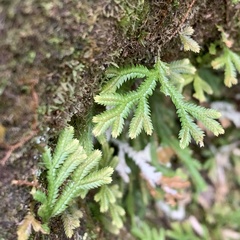 Selaginella repanda