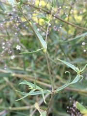 Gypsophila paniculata
