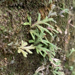 Selaginella repanda