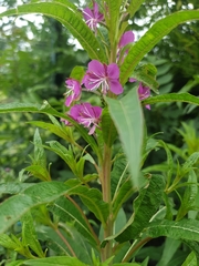 Chamaenerion angustifolium