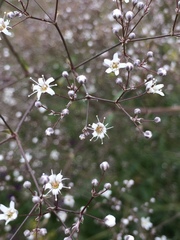 Gypsophila paniculata