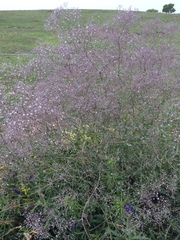 Gypsophila paniculata