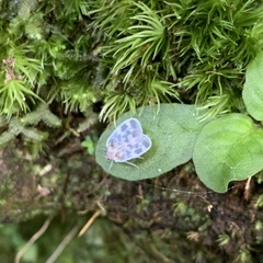 Borysthenes maculatus