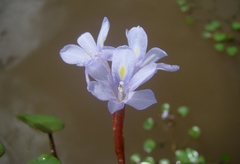 Pontederia diversifolia