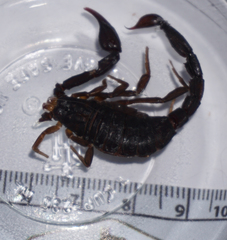 Pseudouroctonus reddelli