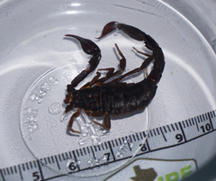 Pseudouroctonus reddelli