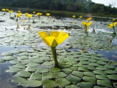 Ludwigia sedoides