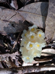 Pityopus californicus