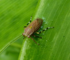 Aetalion reticulatum