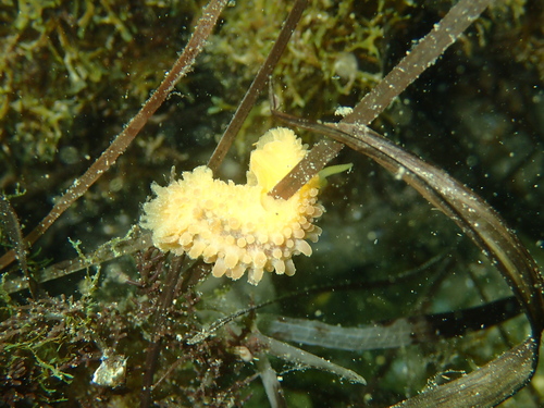 Doris verrucosa