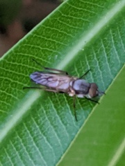 Ozodiceromyia nigrimana