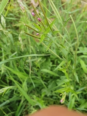 Epilobium ciliatum