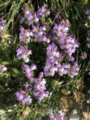 Scutellaria alpina