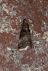 Acrobasis stigmella