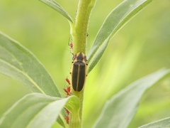 Pyractomena angulata