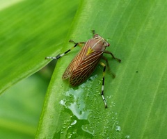 Aetalion reticulatum