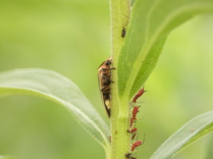 Pyractomena angulata