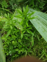 Galium aparine
