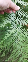 Pteridium aquilinum