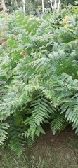 Pteridium aquilinum