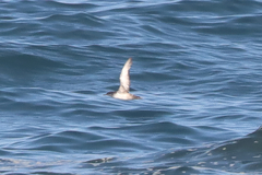 Puffinus mauretanicus