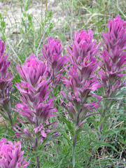 Castilleja purpurea