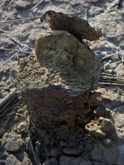 Pisolithus microcarpus
