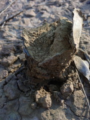 Pisolithus microcarpus