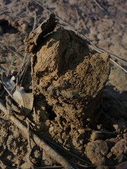 Pisolithus microcarpus