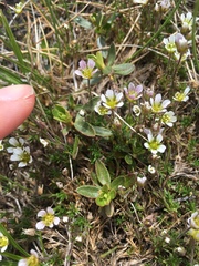 Cherleria marcescens