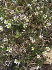 Cherleria marcescens