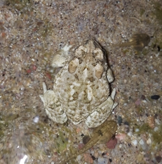 Anaxyrus microscaphus